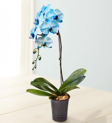 Beautiful Blue Phalaenopsis Orchid