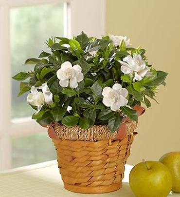 Gardenia in a Basket