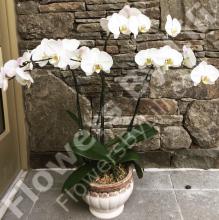 Triple White Orchid