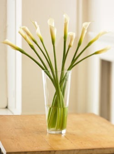 Elegant White Calla Lillies