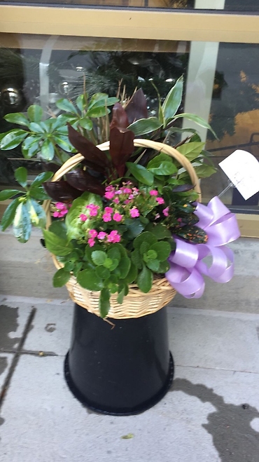 Charming Blooming Handled Dish Garden Basket