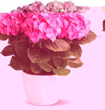 Happy Hydrangea - Pink