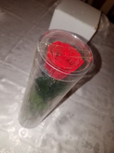 Forever Rose That Last A Year Red Individual w Stem