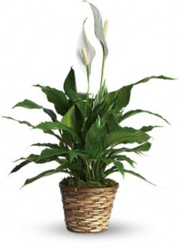 Simply Elegant Spathiphyllum - Small