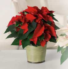 Classic Poinsettia