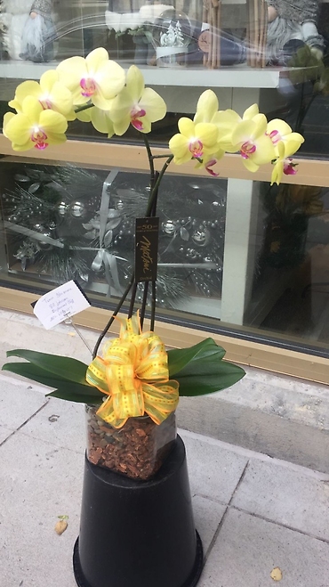 Stunning Yellow Orchid