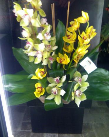 Supreme Cymbidiums