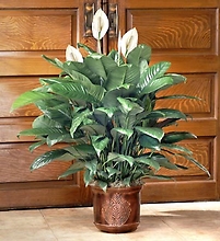 Spathiphyllum Floor Plant