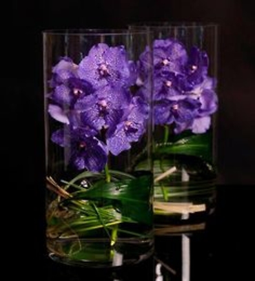 Modern Vanda Orchids
