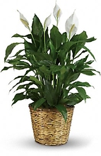 Simply Elegant Spathiphyllum - Large