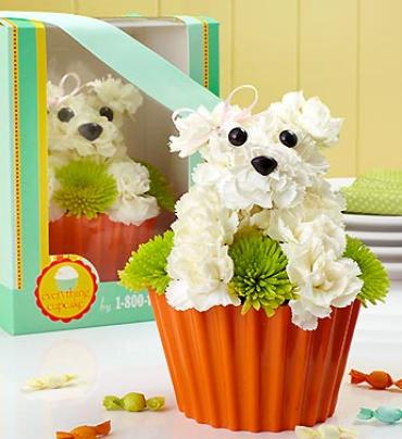 Pup-cake in Bloom