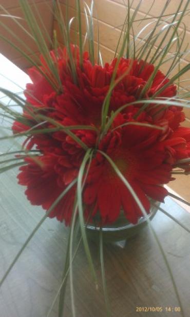 Elegant Red Gerber Daisies With Dainty Bear Grass Delivered to T