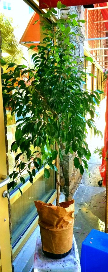 Fantastic Ficus