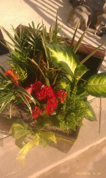 Designer Dish Garden to Englewood, NJ