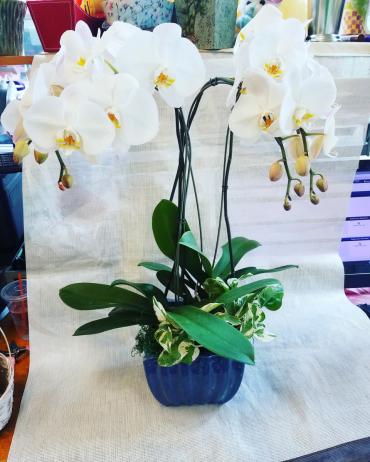 White Hanukkah Orchid
