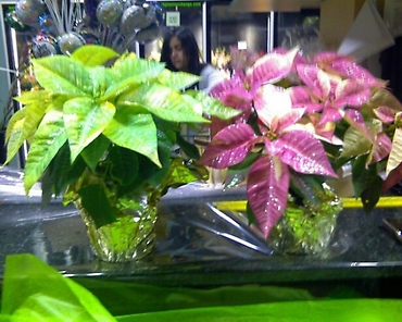 Glittering Poinsettias