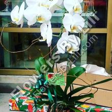 Elegant Doublestemmed Orchids