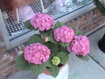 Pink Hydrangea Plant