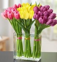 Trio Tulips