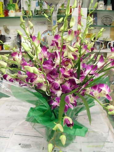 Regal Orchids